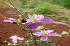 Cleome chelidonii